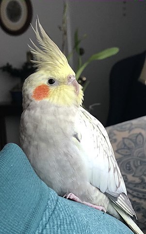 301px-Female_Pearl_CockatielEBLyfBA - Rs[.jpg