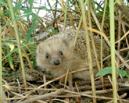 イギリスのハリネズミ愛 地球ドラマチック ハリネズミホテルへようこそ によせて おとしぶみ おすすめ作品 エピソードご紹介